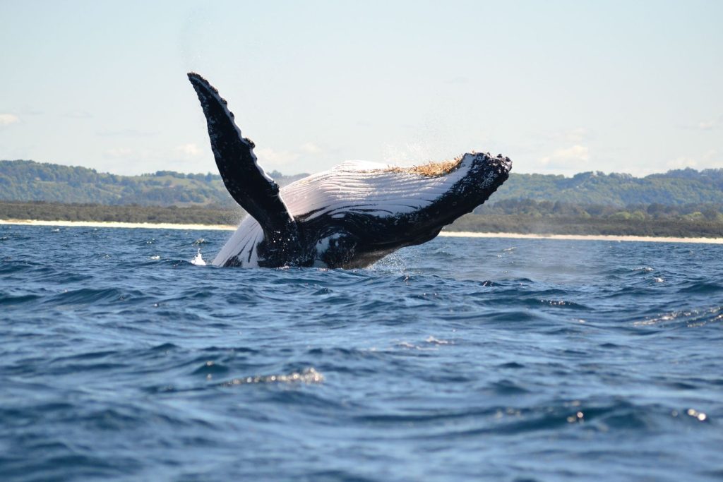 Avistamiento de Ballenas