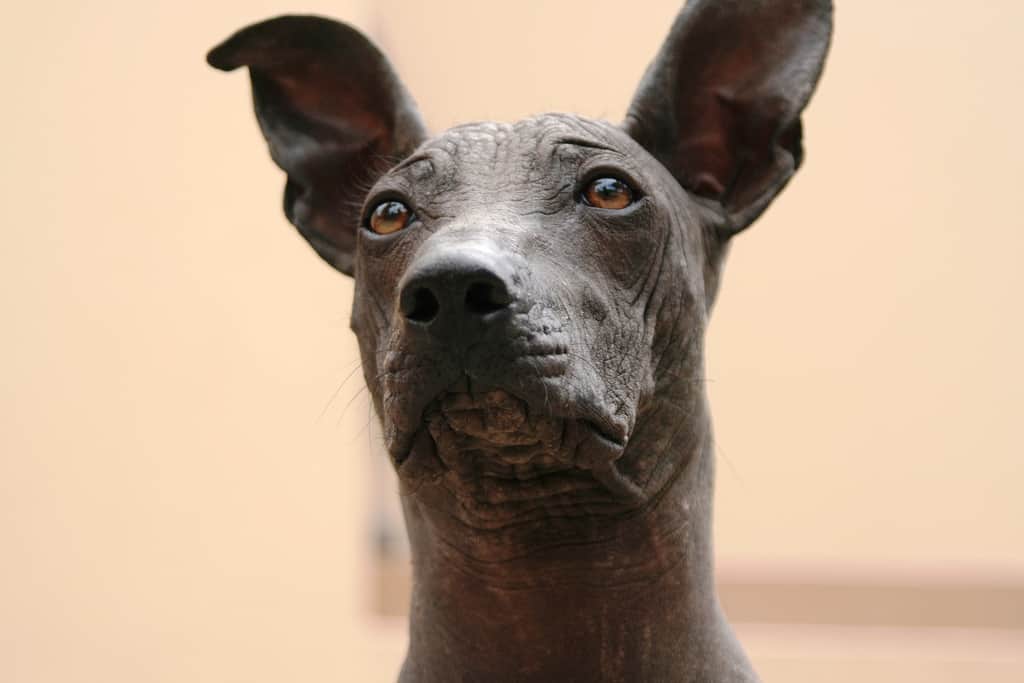 Día del Perro Peruano sin Pelo