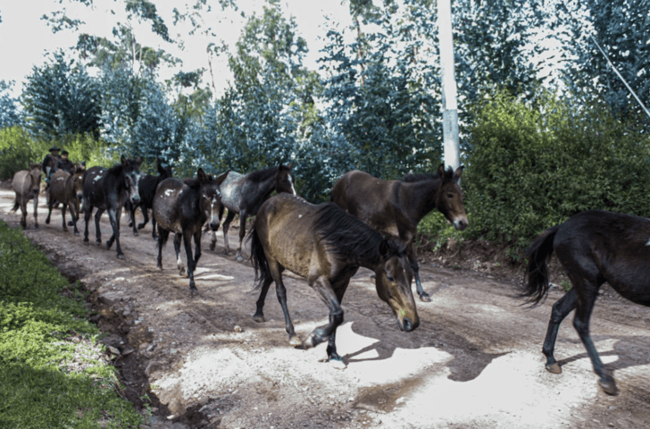 Fauna de Mollepata