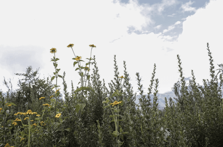 Flor Choquechurco