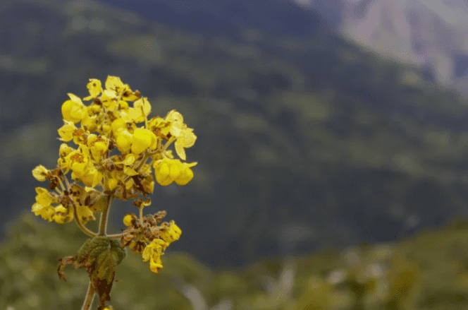 flor-en-choquechurco