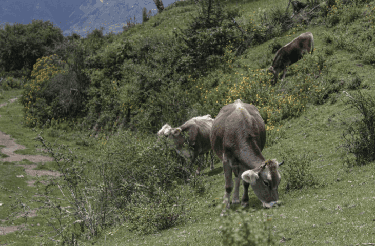 Vacas en Mollepata