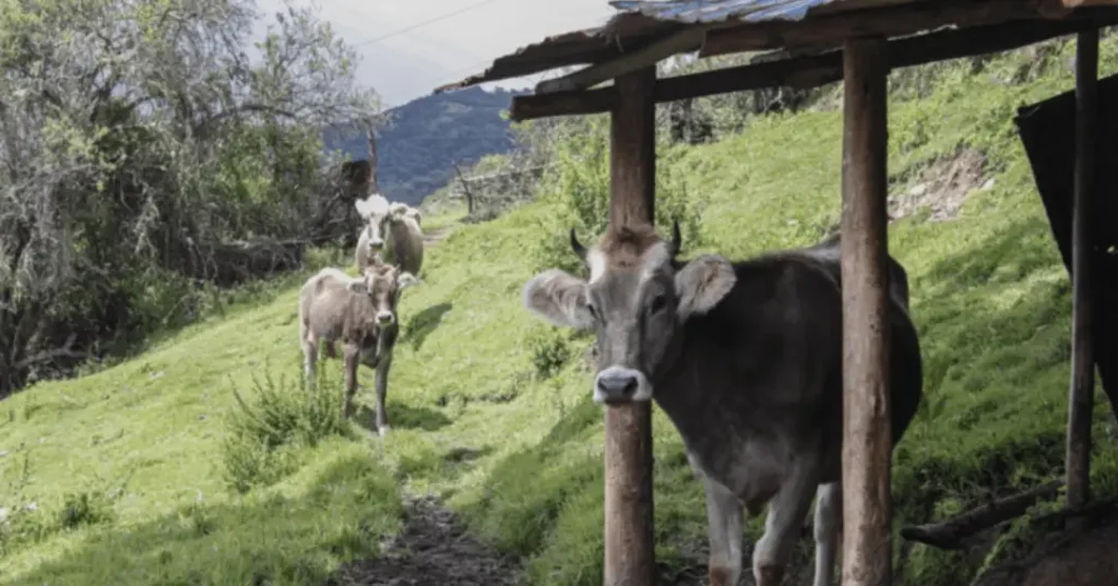 Animales domésticos