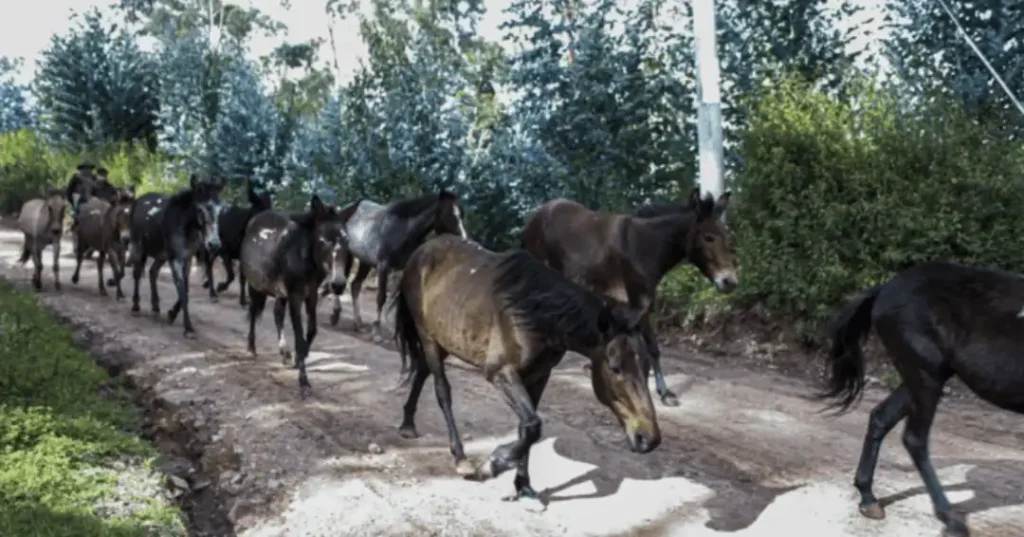 Fauna de Mollepata