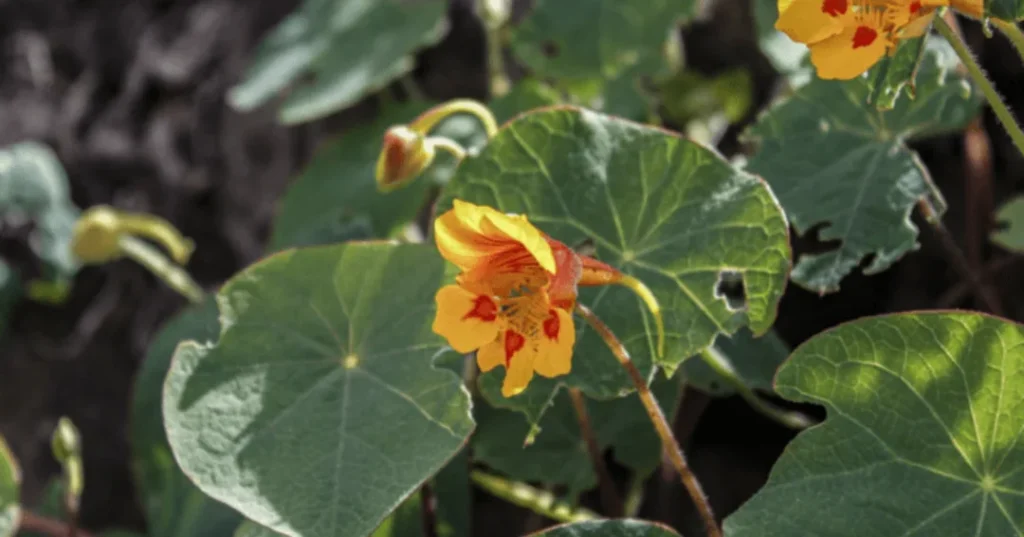 Flora de Mollepata