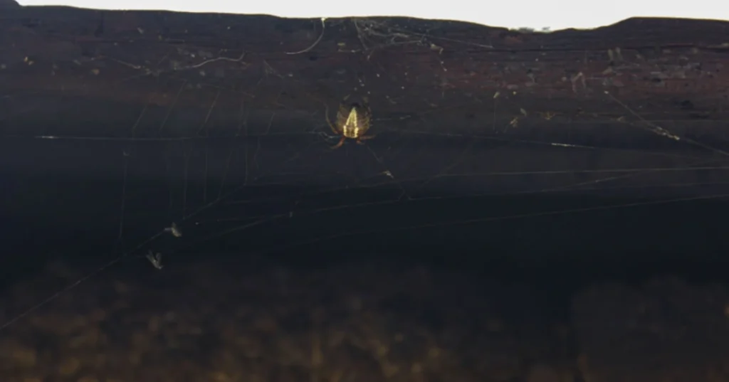 Insectos de Linfi