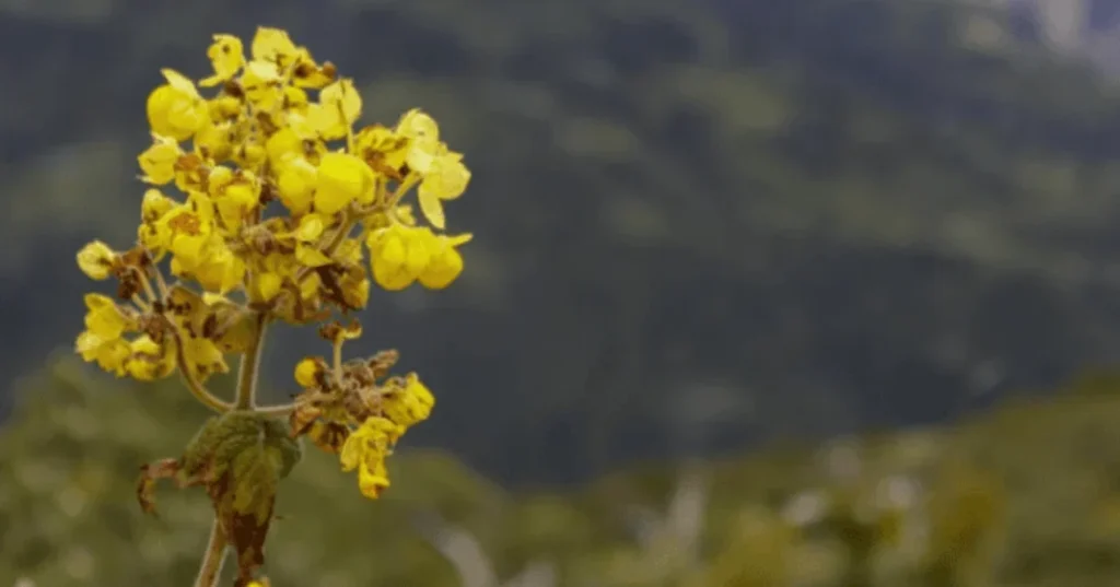 Flor en choquechurco