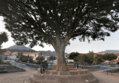 Pisonay de Mollepata