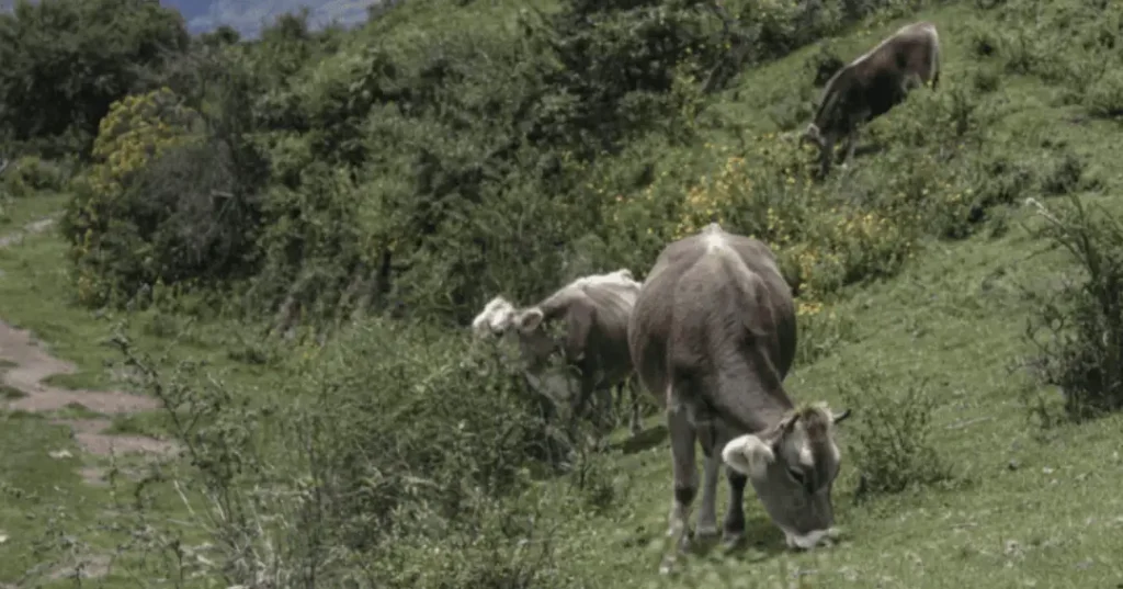 Vacas en Mollepata