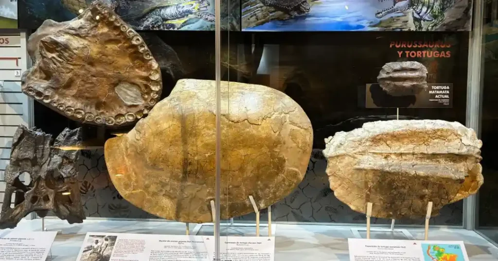 Fósiles amazónicos