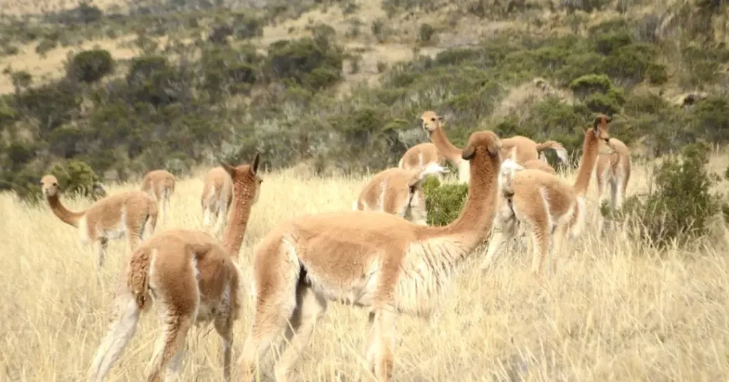 Población de Vicuñas Cusco