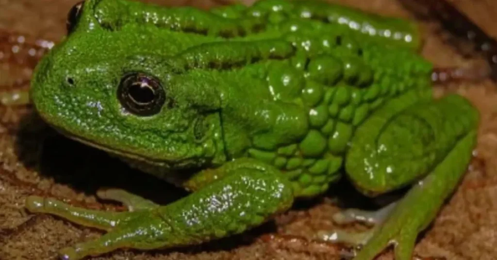 Hallazgo en Amazonas