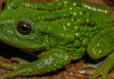 Hallazgo en Amazonas