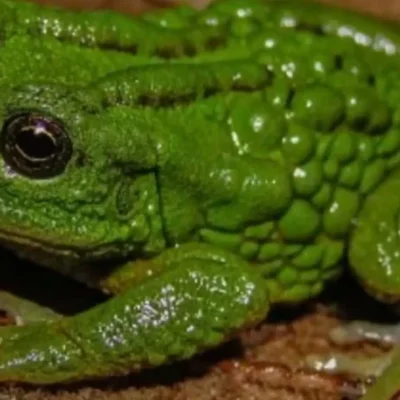 Hallazgo en Amazonas