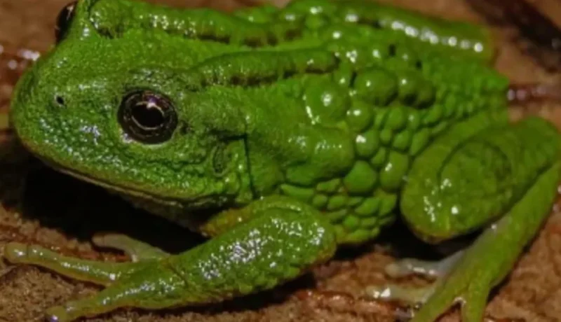 Hallazgo en Amazonas