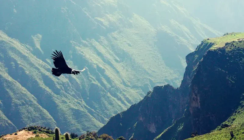 Perú Destino esencial para el 2026