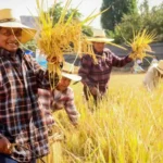 Cocachacra: Festival de la Cosecha del Arroz