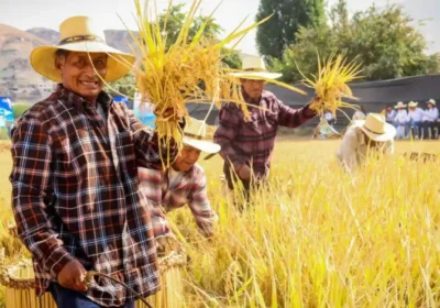 Cocachacra: Festival de la Cosecha del Arroz