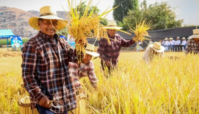 Cocachacra: Festival de la Cosecha del Arroz