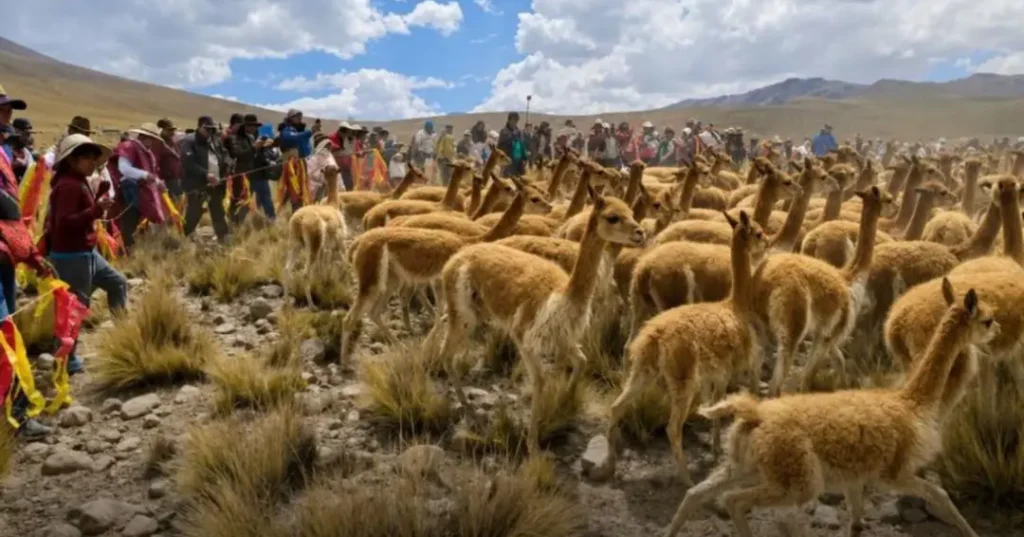 El chaccu más grande del mundo