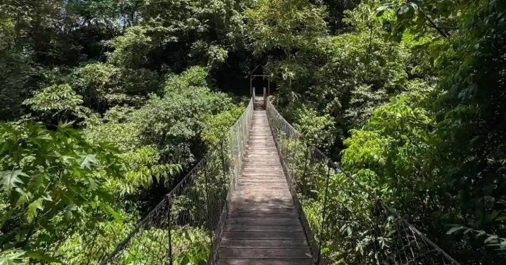 Parque Nacional Yanachaga Chemillén