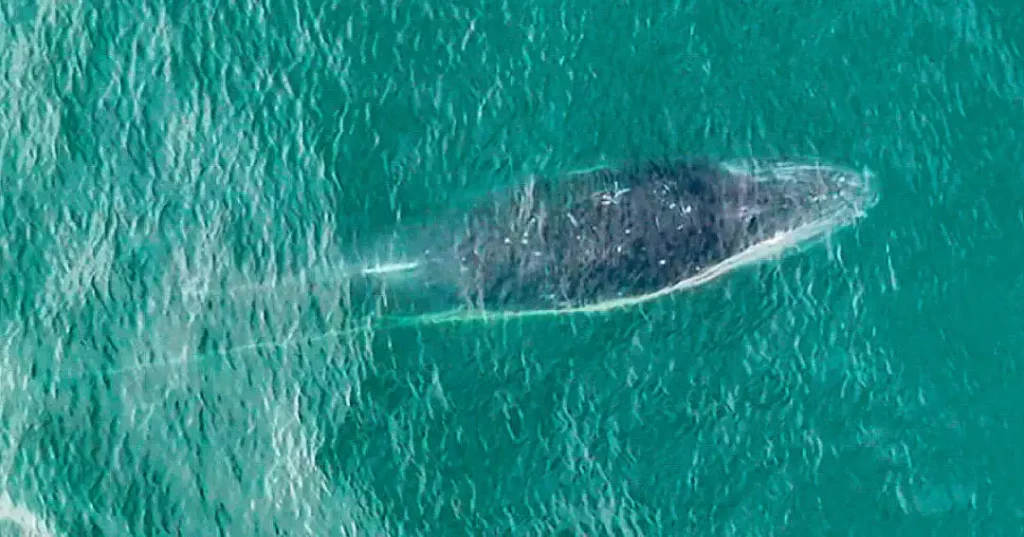Avistamiento de ballenas en el norte